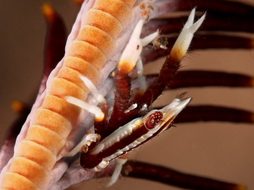 Elegant Crinoid Squat Lobster - Allogalathea elegans - Bali, Indonesia