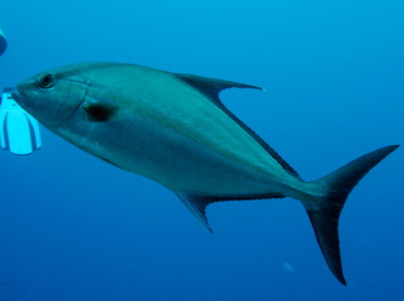 Almaco Jack - Seriola rivoliana - Nassau, Bahamas