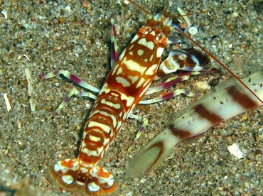 Tiger Snapping Shrimp - Alpheus bellulus - Dumaguete, Philippines