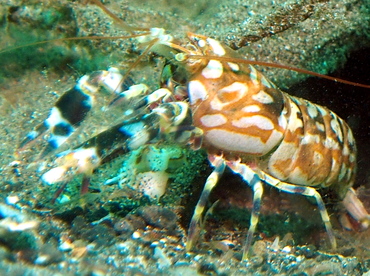 Tiger Snapping Shrimp - Alpheus bellulus - Lembeh Strait, Indonesia