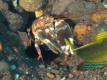 Tiger Snapping Shrimp - Alpheus bellulus - Bali, Indonesia