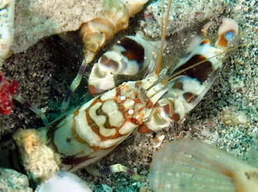 Tiger Snapping Shrimp - Alpheus bellulus - Anilao, Philippines