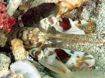 Tiger Snapping Shrimp - Alpheus bellulus - Anilao, Philippines