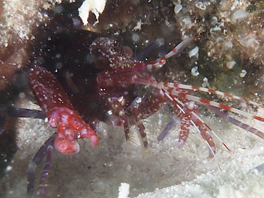 Manyspot Snapping Shrimp - Alpheus polystictus - Bonaire