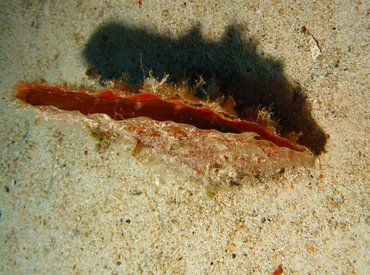 Amber Penshell - Pinna carnea - Isla Mujeres, Mexico