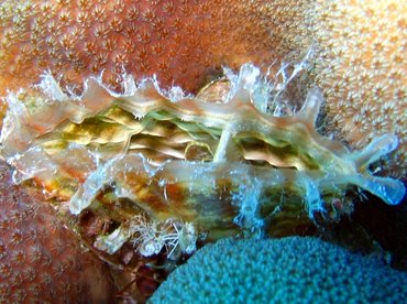 Amber Penshell - Pinna carnea - Bonaire