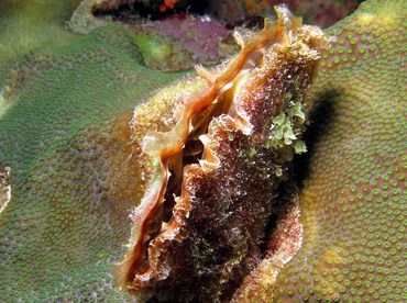 Amber Penshell - Pinna carnea - Bonaire