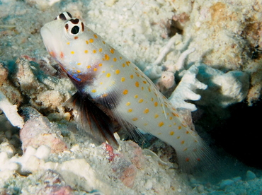 Spotted Shrimpgoby - Amblyeleotris guttata - Fiji