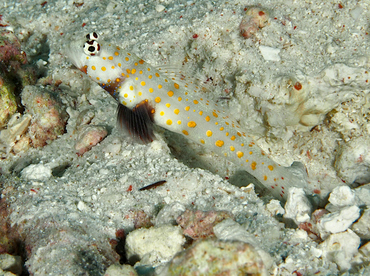 Spotted Shrimpgoby - Amblyeleotris guttata - Wakatobi, Indonesia