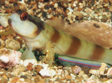 Nakedhead Shrimpgoby - Amblyeleotris gymnocephala - Lembeh Strait, Indonesia