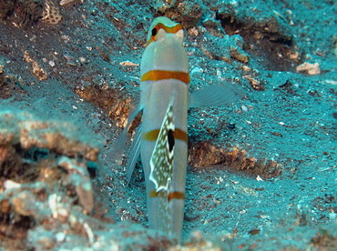 Randall's Shrimpgoby - Amblyeleotris randalli - Dumaguete, Philippines