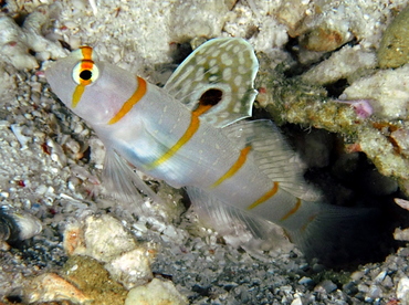 Randall's Shrimpgoby - Amblyeleotris randalli - Palau