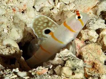 Randall's Shrimpgoby - Amblyeleotris randalli - Wakatobi, Indonesia