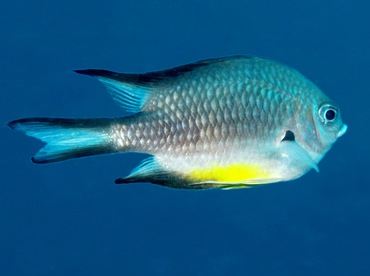 White-Belly Damsel - Amblyglyphidodon leucogaster - Palau