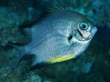 White-Belly Damsel - Amblyglyphidodon leucogaster - Great Barrier Reef, Australia