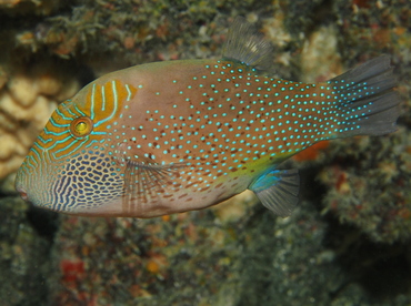 Ambon Toby - Canthigaster amboinensis - Big Island, Hawaii