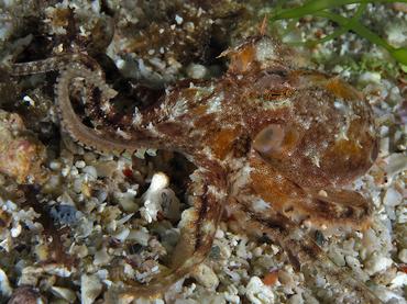 Plain-Spot Octopus - Amphioctopus exannulatus - Komodo, Indonesia
