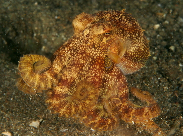 Poison Ocellate Octopus - Amphioctopus siamensis - Anilao, Philippines