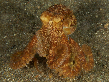 Poison Ocellate Octopus - Amphioctopus siamensis - Anilao, Philippines