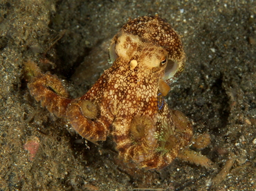 Poison Ocellate Octopus - Amphioctopus siamensis - Anilao, Philippines
