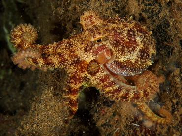 Poison Ocellate Octopus - Amphioctopus siamensis - Anilao, Philippines