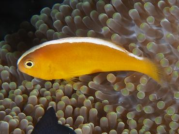 Orange Skunk Anemonefish - Amphiprion sandaracinos - Komodo, Indonesia