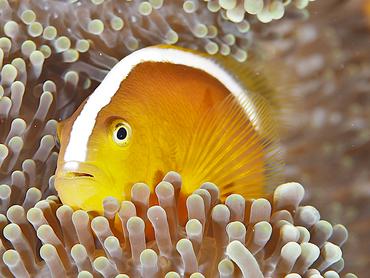 Orange Skunk Anemonefish - Amphiprion sandaracinos - Komodo, Indonesia
