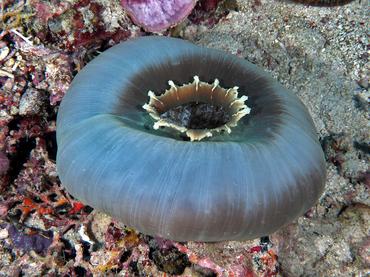 Giant Cup Mushroom - Amplexidiscus fenestrafer - Komodo, Indonesia