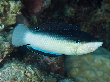 New Guinea Wrasse - Anampses neoguinaicus - Great Barrier Reef, Australia