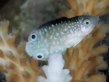 New Guinea Wrasse - Anampses neoguinaicus - Great Barrier Reef, Australia