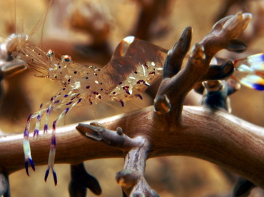 Holthuis' Anemone Shrimp - Ancylomenes holthuisi - Lembeh Strait, Indonesia