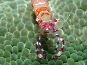 Yellow-Spotted Anemone Shrimp - Ancylomenes luteomaculatus - Dumaguete, Philippines