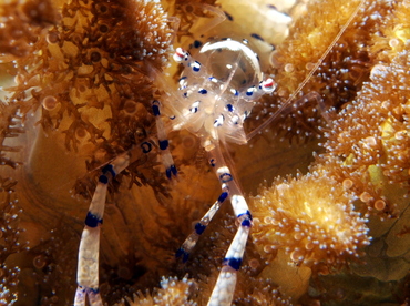 Graceful Anemone Shrimp - Ancylomenes venustus - Lembeh Strait, Indonesia