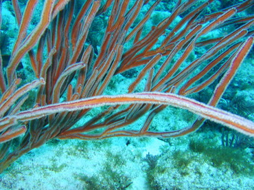 Angular Sea Whip - Pterogorgia anceps - Key Largo, Florida