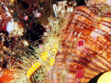 Hairy Yellow Hermit Crab - Aniculus maximus - Fiji