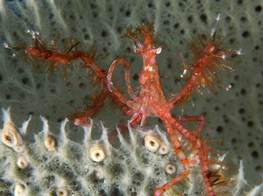 Curved-Nose Neck Crab - Anisonotus curvirostris - Belize