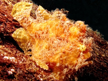 Giant Frogfish - Antennarius commerson - Maui, Hawaii