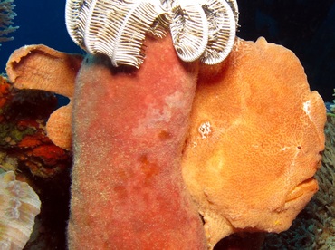 Giant Frogfish - Antennarius commerson - Dumaguete, Philippines