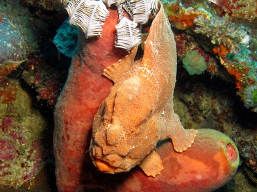 Giant Frogfish - Antennarius commerson - Dumaguete, Philippines