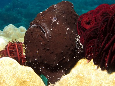 Giant Frogfish - Antennarius commerson - Dumaguete, Philippines