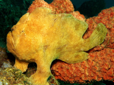 Giant Frogfish - Antennarius commerson - Lembeh Strait, Indonesia