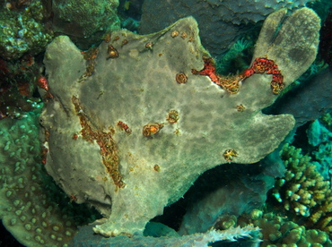 Giant Frogfish - Antennarius commerson - Lembeh Strait, Indonesia