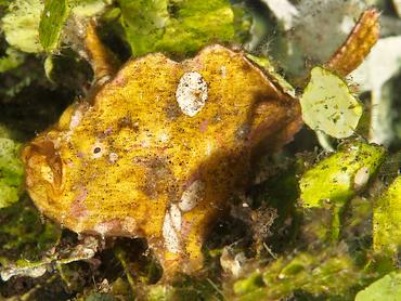 Randall's Frogfish - Antennarius randalli - Bali, Indonesia