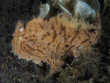 Striated Frogfish - Antennarius striatus - Komodo, Indonesia