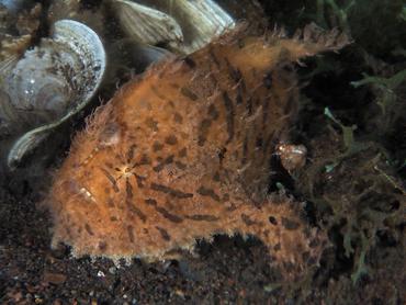 Striated Frogfish - Antennarius striatus - Komodo, Indonesia