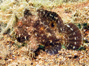 Bandtail Frogfish - Abantennarius dorehensis - Dumaguete, Philippines