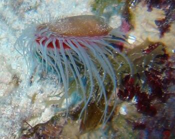 Antillean Fileclam - Limaria pellucida - Cozumel, Mexico