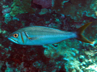 Smalltoothed Jobfish - Aphareus furca - Big Island, Hawaii