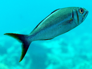 Smalltoothed Jobfish - Aphareus furca - Big Island, Hawaii