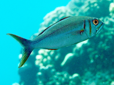 Smalltoothed Jobfish - Aphareus furca - Big Island, Hawaii